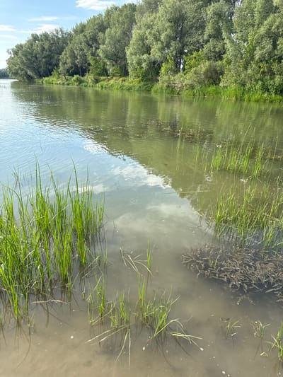 The image depicts a calm, wide river with lush green trees lining its banks. In the foreground, tall green reeds grow out of the murky water. The sky is partially cloudy, with the reflection of the clouds visible on the water's surface. The environment appears natural and serene, likely a riverside area within or near the city of Pavlodarskoye, Kazakhstan. There are no people or discernible human activity in the image. The scene is dominated by natural elements: water, vegetation, and the sky.