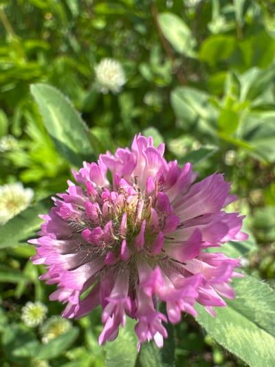 A close-up, outdoor, eye-level shot features a vibrant pink clover flower in the foreground. The clover head is dense with many small petals. The background is blurred, showcasing lush green foliage and a few small white clover blossoms. The scene appears to be a natural setting, possibly a park or meadow, and there are no people or man-made structures visible. This image could be located in Skovorodino, Russia, a city known for its natural landscapes.