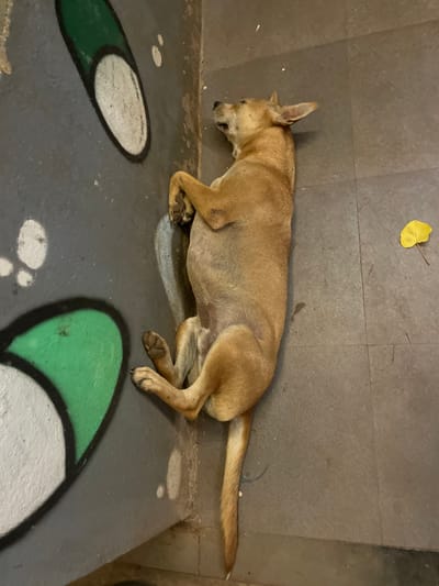 A tan dog is lying on its back on a tiled floor, with its head tilted back and eyes closed. The dog appears to be sleeping or resting comfortably. To the left of the dog, there is a section of a wall with graffiti art that includes large green and white shapes. A single yellow leaf lies on the floor to the right of the dog. The environment appears to be an outdoor or semi-outdoor space, possibly a courtyard or a public area, as suggested by the tiles and the graffiti. The image was taken in Vagator, India.