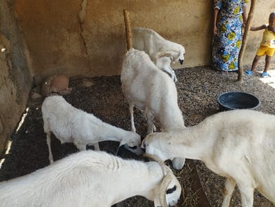 The image shows five white sheep in a dirt-floored enclosure in Bajoga, Nigeria (latitude: 10.852, longitude: 11.426). The sheep are standing and lying down, some are eating what appears to be hay on the ground.  A black plastic bucket is in the upper right of the image. Two people, a woman in a colorful dress and a child, are in the upper right background.  The woman appears to be standing, while the child is looking at the camera, having just stepped away from a wooden post. The enclosure's walls are made of concrete and have a rough texture.  A sliver of a wooden fence can be seen in the upper left corner of the image. The ground is brown and dusty.  The sheep appear to be in good health.