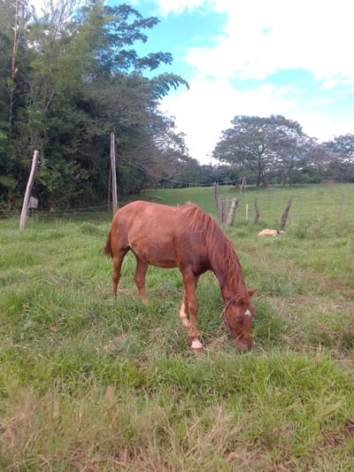 A chestnut horse with a white blaze is grazing in a grassy pasture in Villarrica, Paraguay. The pasture is bordered by a weathered wooden fence, with trees lining the edge of the field. The sky is partly cloudy.