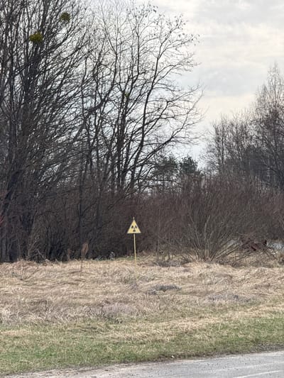 A slightly rotated, eye-level shot depicts a roadside scene near Pryp'yat', Ukraine. The left of the frame is dominated by dense, bare trees, their branches intertwining against a pale, overcast sky. Several trees exhibit clusters of green mistletoe. Adjoining the trees is a field of dry grass transitioning into green vegetation closer to the right edge. A yellow radioactive hazard sign is planted in the grass near the tree line. A section of paved road is visible on the far right. There are no discernible people or animals in the image. The setting suggests a zone of environmental exclusion due to radioactive contamination.