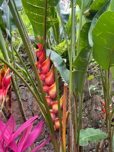 The image displays a detailed view of tropical vegetation in Girón, Colombia. A large Heliconia plant, identified by its prominent, pendulous inflorescence, occupies the central and left portions of the frame. The inflorescence consists of numerous stacked, boat-shaped bracts exhibiting a color gradient from red at the distal ends to orange and yellow towards the base. Several large, green Heliconia leaves surround the inflorescence, some showing minor perforations and light discolored spots. In the lower-left quadrant, a plant with vibrant fuchsia-colored, elongated leaves is partially visible. The background includes a weathered stone wall constructed from irregularly shaped, dark brown and grey stones, behind which additional dense green foliage, including fronds from a palm-like plant, is discernible. No human or animal subjects are present.