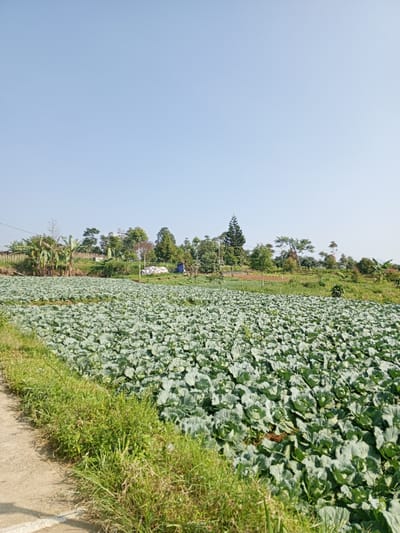 The image depicts a large field of cabbages in Ban Katan, Laos. The field extends from the lower right corner to the middle of the frame, densely populated with green cabbages. A concrete path runs along the lower left corner of the image, with green grass and weeds growing between the path and the cabbage field.
In the background, a variety of trees and vegetation are visible, along with a few structures, including a fence. The sky is a clear, light blue. No people are visible in the image.
