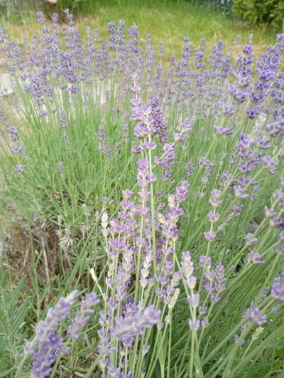 The image shows a close-up view of a patch of lavender plants. The lavender flowers are a soft purple hue, clustered on tall, slender green stems. The foliage is a pale green, with narrow, elongated leaves. The plants are dense, creating a textured carpet of color and form. In the background, out of focus, is a blurred expanse of green grass, suggesting an outdoor setting. The lighting appears to be natural daylight, casting a soft glow on the flowers and leaves. The overall impression is one of a serene and natural scene, likely in a garden or meadow. There are no people, objects, or visible text in the image. The location context provided is Briukhovychi, Ukraine, which fits with a natural outdoor setting where lavender might be cultivated.
