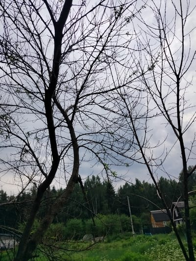 The image depicts an outdoor scene during daylight, likely in a rural area of Дзешчанскі сельскі Савет, Belarus. The foreground is dominated by the silhouetted branches of several trees against an overcast sky. The trees appear to be deciduous and are either leafless or have very sparse new growth. In the midground, a dense line of coniferous trees forms a dark backdrop. Beyond the trees, two residential buildings are visible. One is a light-colored house with a dark roof, and the other is a darker house with white trim and a dark roof. A tall, thin utility pole stands to the left of the houses. The ground in the midground and foreground is covered in lush green grass and wild flowers. The overall impression is one of a natural, somewhat wild landscape with human habitation present. There are no people or animals visible in the image.