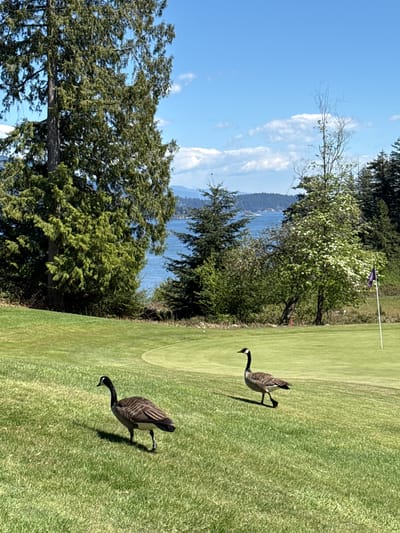 This image depicts a golf course in Bowen Island Municipality, Canada, on a sunny day. Two Canada geese are walking on the green of the course. In the background are trees, a body of water, and mountains. A golf flag is visible near the top right corner of the frame.