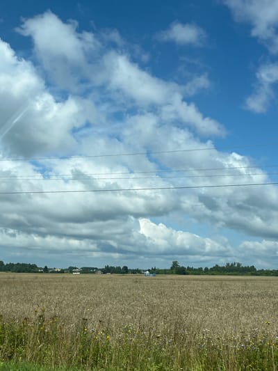 The image depicts a vast, golden field of ripe grain, likely wheat or barley, stretching towards a distant treeline. In the foreground, wild grasses and a scattering of small wildflowers add touches of green, yellow, and blue to the landscape. Beyond the field, a collection of residential buildings with various rooflines are visible, suggesting a rural settlement. The architecture of the buildings is modest, with some featuring white walls and dark roofs. A dense line of green trees forms a backdrop to the village, separating it from the sky. The sky itself is a vibrant blue, punctuated by large, fluffy white clouds. Several thin, dark wires, presumably power lines or telephone wires, are stretched horizontally across the upper portion of the image, intersecting the view of the clouds and sky. The overall scene conveys a sense of rural tranquility and agricultural abundance under a dynamic sky. The location is identified as Serkovo, Russia.