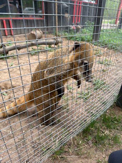 The image shows a coati behind a wire mesh fence. The coati is brown with a black mask and black patches on its body. The fence is made of galvanized wire mesh. In the background, there are trees and grass, as well as part of a red structure. This image was taken in Ķekava, Latvia.