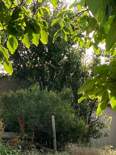 The image depicts an outdoor scene in Cairaclia, Moldova, characterized by falling rain amidst lush greenery. The foreground is dominated by the branches and leaves of a walnut tree, with sunlight filtering through the leaves and casting dappled shadows. In the mid-ground, a dense bush and trees with dark green foliage are visible. Vertical streaks of rain are clearly discernible against the backdrop of these plants and the bright sky. The background includes a light-colored wall on the right and a similar structure on the left, suggesting a residential or rural setting. A gray, rough-textured concrete post stands in the middle ground, partially obscured by the vegetation. The lower portion of the image reveals dry grass and some brown, dried plant stalks, contrasting with the wet, verdant foliage. The overall impression is that of a sunshower, where rain falls while the sun is still shining. No people or animals are present in the frame.