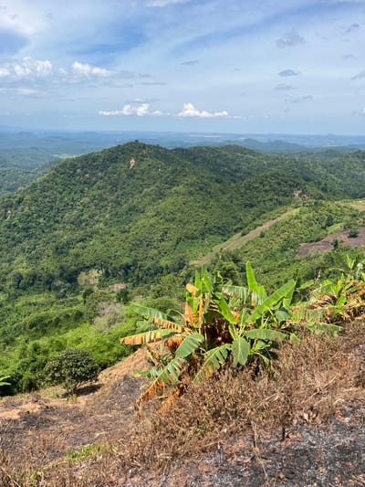 This is a vertical, eye-level, medium shot of a lush, green mountain landscape in Son Dien, Vietnam. The foreground is dominated by a rocky cliff face with some dry, brown vegetation and a few green banana leaves. The cliff drops sharply to a vast expanse of dense, green forest that covers rolling hills stretching into the distance. A thin, lighter-colored path or clearing can be seen winding through the forest. The sky above is a pale blue, with scattered, fluffy white clouds. The overall impression is one of natural beauty and a remote, mountainous location. The lighting suggests it is daytime, possibly morning or afternoon, with bright sunlight casting shadows. There is no visible text or people in the image.