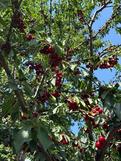 The image shows a close-up view of a cherry tree laden with ripe cherries. The cherries are a deep red color and hang in clusters from branches, interspersed with green leaves. The branches themselves are dark and textured. Sunlight filters through the leaves and branches, creating highlights and shadows. The background is a bright, clear blue sky, suggesting it is a sunny day. The perspective is looking upwards into the tree canopy. The setting appears to be outdoors, likely a garden or orchard, with the impression of a natural environment. The abundance of cherries implies a harvest season. No people, text, or specific location cues are visible in the image itself. The overall mood is one of natural bounty and pleasant weather. The context provided indicates the location as Bucha, Ukraine, though this is not visually discernible from the image.