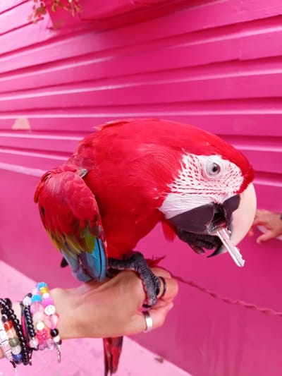 A close-up shot shows a vibrant red and green macaw parrot perched on a hand against a bright pink, slatted wall, possibly a building exterior in Puerto Plata, Dominican Republic. The parrot is holding a small, silver object, possibly a key, in its beak. The hand holding the parrot is adorned with several colorful bracelets. In the background, a child's hand is visible, reaching towards the parrot. The overall scene is filled with bright colors and a lively atmosphere.