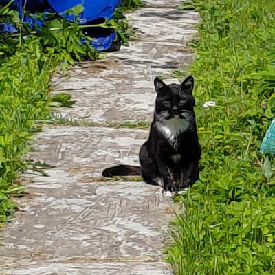 A black cat with white markings on its chest and paws sits on a weathered wooden plank walkway surrounded by lush green grass. The cat is facing the camera with its ears perked and whiskers prominent. The walkway appears to be in a state of disrepair, with individual planks visible. In the background, to the left, a large blue object, possibly a tarp or container, is partially visible amidst more greenery. The scene suggests an outdoor setting, likely a garden or yard, with natural lighting indicating daytime. The image has a slightly painterly or filtered aesthetic. There is no clear indication of the city of Skuķīši, Latvia.