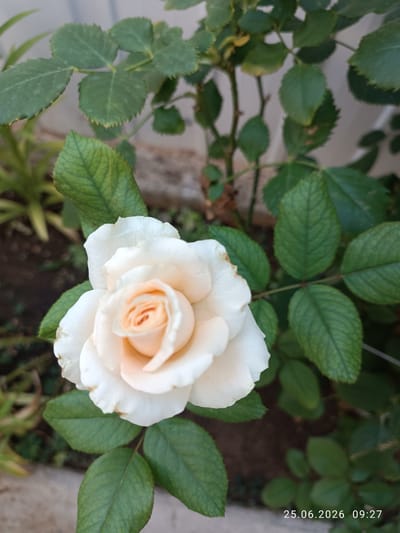 A close-up, eye-level shot showcases a single, delicate white rose with a soft peach-colored center. The rose is in full bloom, its petals unfurling gracefully. It is surrounded by lush green rose leaves, some of which show slight browning on the edges. The background is blurred, revealing glimpses of a light-colored wall and dark soil, suggesting an outdoor garden setting. A timestamp "25.06.2026 09:27" is visible in the bottom right corner. The image appears to have been taken in Strovolos, Cyprus.