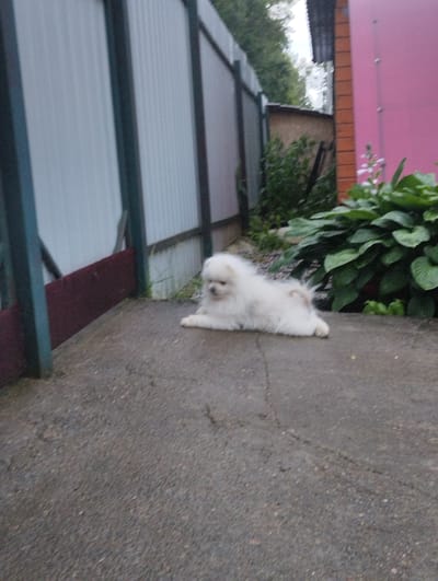 A small, fluffy white dog with dark eyes and nose is lying down on a grey asphalt surface. The dog is positioned in the center of the frame, facing to the left of the viewer. Behind the dog, a corrugated metal fence runs horizontally across the background, with vertical metal supports. To the right of the fence, a pink building is visible, with a section of brick wall to its left. Green foliage, including large hosta leaves and some smaller plants, is situated in front of the pink building. The scene appears to be outdoors, possibly in a yard or alleyway in Urkovo, Russia. The asphalt surface shows some cracks and texture. The lighting suggests an overcast day.