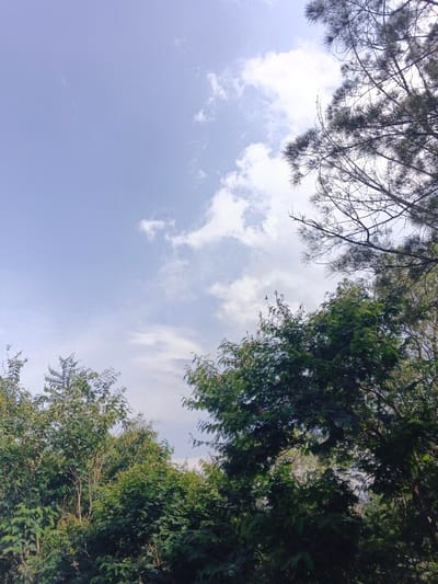 Lush green trees fill the lower half of the frame, their foliage dense and varied. Above, a pale blue sky is interspersed with soft, white clouds. The upper right corner features bare branches, their delicate structures contrasting with the thick greenery below. The overall impression is one of natural beauty, a serene landscape blending sky and verdant vegetation.