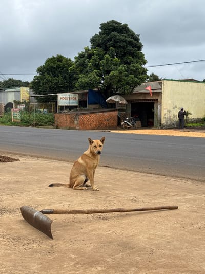 A dog sits on a concrete surface beside a large shovel. The dog is tan with pointed ears. Behind the dog, a road stretches into the distance. On the other side of the road, lush green trees surround a building with a red flag. A person stands near the building, and a motorcycle is parked underneath a canopy. Various signs are visible in front of the building. The sky is overcast and gray.