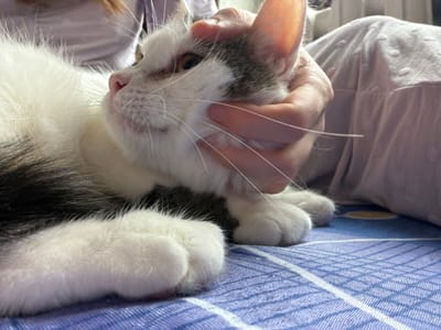 A domestic cat, predominantly white with patches of black and gray fur, is resting on a blue and white striped surface, likely a bedspread or blanket. A human hand is gently stroking the cat's head and ear area. The cat's paws are visible in the foreground, appearing fluffy and white. The background shows a person in a light-colored garment, partially obscured. The scene is indoors, with soft lighting. There are no identifiable landmarks or context to indicate the location in Колычёво, Russia.