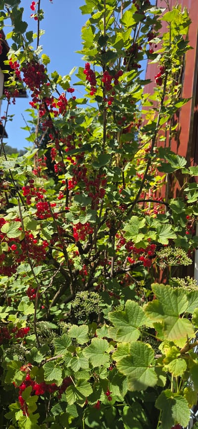 The media file displays a close-up view of a red currant bush laden with ripe, red berries and green leaves. The bush is growing outdoors, with a clear blue sky visible in the background. Some lighter green, less developed berries or flowers are also present on some branches. The sunlight suggests it is daytime, likely a sunny day. The scene appears to be in a garden or yard setting, possibly in Manderbach, Germany, given the provided location context. The focus is on the natural beauty of the fruit-bearing plant, with no people or man-made objects prominently featured, other than what might be a building or roofline subtly visible at the top. The overall impression is one of abundance and the ripeness of summer fruit.