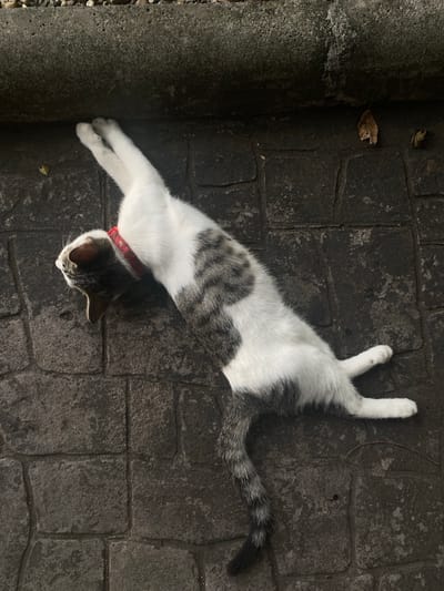 A cat lies on a dark grey, roughly-textured brick surface outdoors. The cat is mostly white, with grey patches on its back and tail. It is wearing a red collar. The background includes a grey, concrete edge on the left. A small, dry leaf is also visible. The location is Khok Kloi, Thailand.