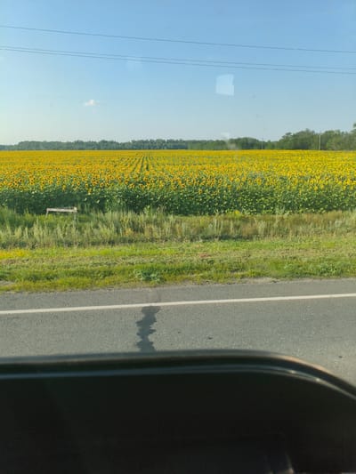 This media file captures a vast field of sunflowers under a clear blue sky, indicative of a sunny day. The field stretches across the horizon, with neat rows of bright yellow sunflowers creating a vibrant visual tapestry. In the distance, a line of green trees marks the boundary of the field, and beyond that, more trees line the horizon. Power lines are visible against the sky, suggesting proximity to civilization.
In the foreground, a paved road with a white line is present, with a patch of grass and weeds separating it from the sunflower field. A small, wooden structure resembling a signpost or marker is situated near the edge of the sunflower field, amidst the tall grass. The perspective suggests the photo was taken from a moving vehicle, as evidenced by the dark, curved frame at the bottom of the image, possibly the dashboard or window frame.
The time of day appears to be midday or early afternoon, given the bright sunlight and clear skies. There are no people or animals visible in the scene, focusing solely on the natural landscape. The overall mood conveyed is one of rural tranquility and the beauty of nature in full bloom. The location is identified as Ilek, Russia.