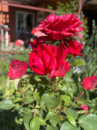 In Krugloye, Russia, a cluster of vibrant red roses is captured in close-up against a blurred background of a rustic building and lush greenery. The foreground is dominated by several rose blossoms, some fully open and others in bud, showcasing their velvety petals and deep crimson hue, with subtle streaks of lighter red or white on some. The leaves of the rose bush are a rich green, appearing healthy and slightly glossy, with visible veins and serrated edges. Sunlight dapples through the foliage, creating bright highlights and soft shadows on the flowers and leaves, indicating a sunny outdoor setting. The building in the background, with its red siding and white-trimmed windows, suggests a residential area or a garden shed. The overall impression is one of a tranquil, sun-drenched garden scene, focusing on the natural beauty of the roses.