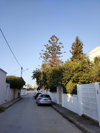 This is a wide-angle, eye-level shot of a quiet residential street in Ariana, Tunisia, under a clear blue sky. The scene captures a suburban setting with white stucco houses and walls lining a paved road. Several cars are parked along the street, including a silver Audi A3 in the foreground with a Tunisian license plate displaying "196 بن 2989". The street is bordered by sidewalks and lush green trees, with one tall pine tree dominating the right side of the frame. The sunlight suggests it is late afternoon, casting soft shadows. There are no people visible in the image, and the overall atmosphere is peaceful and serene.