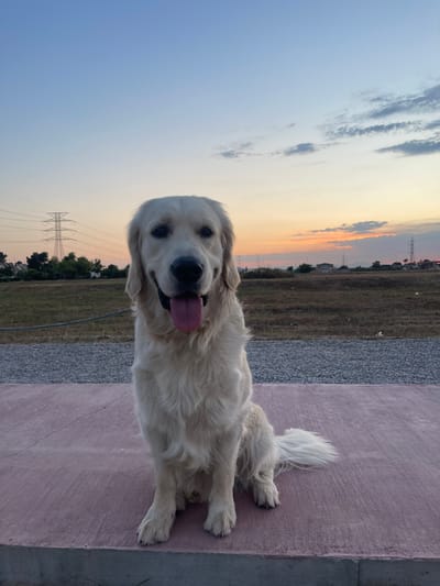 A Golden Retriever dog is lying on a pink concrete surface next to a gravel area. The background includes a field, houses, electrical towers, and a sunset sky with orange and grey clouds. The location is Paiporta, Spain.