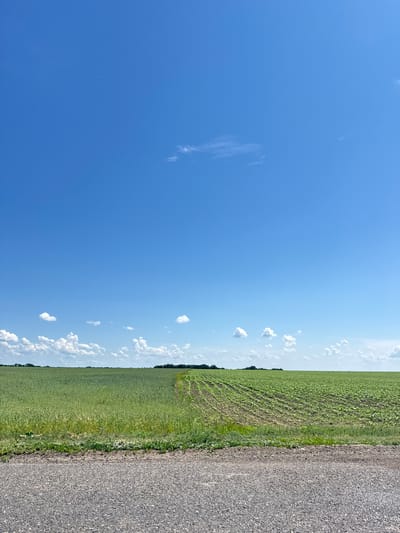 A wide, horizontal shot captures a rural landscape under a bright blue sky with scattered white clouds. In the foreground, a textured asphalt road runs across the bottom of the frame. Beyond the road lies a vast field of green crops. The field is divided into two sections: on the left, a dense, uniformly green crop stretches towards the horizon; on the right, a portion of the field shows rows of smaller, lighter green plants, indicating a different type of crop or a younger stage of growth. A path or road is visible cutting diagonally through the field from the lower right towards the center. The horizon is marked by a distant line of trees. The overall impression is one of agricultural expanse and clear weather in a rural setting, likely Starovirivka, Ukraine.