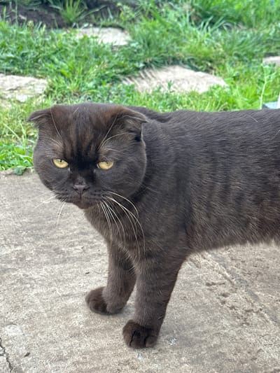 A dark gray, short-haired Scottish Fold cat with bright yellow eyes stands on a concrete surface. The cat is facing left, with its ears folded down and prominent white whiskers. In the background, there is green grass and some scattered stones. The scene appears to be outdoors, possibly in a yard or garden. The image does not contain any identifiable landmarks or clues to pinpoint its location within Sosnovyi Bor, Russia.