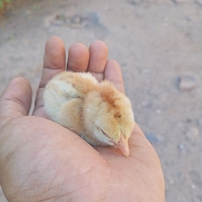 A light-skinned adult left hand, with fingers slightly curled, cradles a small chick in its palm. The chick, predominantly light yellow with some orange-brown downy feathers, is curled tightly, appearing to be asleep with its eyes closed and its small, light pink beak resting against the skin of the palm. The background is out-of-focus, showing a light brownish-gray, unpaved ground surface with subtle textural variations and indistinct shapes. The scene is located in Kedung Dowo, Indonesia.