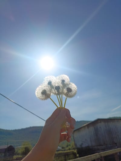 A hand holds a bouquet of dandelions against a bright blue sky with the sun shining, partially obscuring the background. The background consists of a rolling hill, trees, buildings, and a power line. The buildings appear to be located within a rural area, and can be confirmed as located in Gabdyukovo, Russia.