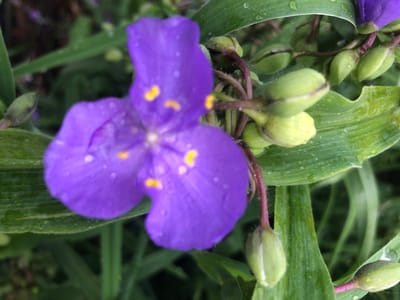 A close-up, eye-level shot captures a vibrant purple flower with yellow stamens, likely a spiderwort, in soft focus. The flower is surrounded by lush green foliage, some of which appears to be wet, with visible water droplets on the leaves. Several unopened green buds are also present, clustered around the main bloom. The background is a blur of green and dark tones, suggesting a natural outdoor setting. The image was taken in Radomyshl, Ukraine.