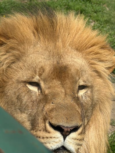 The image shows a close-up of a lion's face, seemingly resting. The lion has a thick, golden mane and closed eyes. The nose is dark and textured. Part of a green structure (possibly a fence or enclosure) is visible in the lower right corner. The background includes a patch of green grass. The location is unspecified but stated to be Tvrđavica, Croatia; however, no specific features indicate that location.