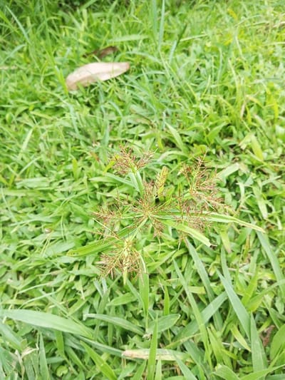 Lush, green grass fills the frame, interspersed with a prominent weed featuring a central stalk surrounded by radiating green blades. Brown, starburst-shaped seed heads emerge from the center of the weed, adding a contrasting texture. A single brown leaf rests on the grass, partially obscured by the density of the surrounding vegetation. The scene evokes a natural, somewhat untamed environment.