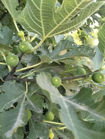 The image shows a close-up of a fig tree branch laden with green figs. The leaves of the tree are large, lobed, and dark green, with prominent veins. Some leaves show signs of wear, such as small holes and a dusting of white, possibly from a plant disease or residue. The figs are spherical and a vibrant green, some appearing to be at different stages of development. A few yellow blossoms are also visible at the bottom of the frame. The background is softly blurred, suggesting an outdoor setting with natural light, possibly in the late afternoon or early morning given the warm tones in the foliage. The overall impression is one of natural abundance, with the focus clearly on the developing fruit of the fig tree. The location context provided, Aktam (Tashkent region), Uzbekistan, suggests a warm, potentially arid climate conducive to fig cultivation. There is no visible text in the image.