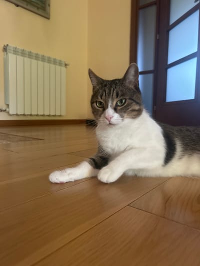 In a room with light yellow walls and a wooden floor, a tabby and white cat lies on its side, facing the camera. The cat has green eyes and is looking forward. A white radiator is mounted on the wall behind the cat. To the right of the cat is a closed wooden door with frosted glass panels. The scene appears to be indoors, possibly in a residential setting in Polenitsa, Bulgaria.