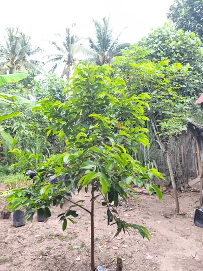 The image depicts an outdoor scene in Teumpokteungku, Indonesia, primarily focusing on lush vegetation under an overcast sky. In the foreground and central midground, a prominent, medium-sized tree with a slender brown trunk and abundant green, ovate leaves stands upright. To its immediate left, several smaller saplings are visible, contained within black plastic polybags on the disturbed reddish-brown soil. The ground exhibits sparse growth and some minor debris, including a small white plastic item.
In the background, a dense assortment of tropical foliage dominates the landscape. On the left, broad banana leaves are clearly identifiable, interspersed with other green trees and shrubs. On the right, a rustic, weathered wooden structure, possibly a shed or fence composed of vertical planks, is partially visible. Adjacent to this structure on the ground is a dark object resembling a plastic crate or bin. Tall, slender green stalks, potentially sugarcane, rise behind the wooden structure.
Against the bright, white sky at the top of the frame, three prominent palm trees, likely coconut palms, are silhouetted, their fronds distinctive. No individuals, actions, or direct interactions are observed within the frame. The overall environment appears to be a verdant, semi-cultivated or rural area.