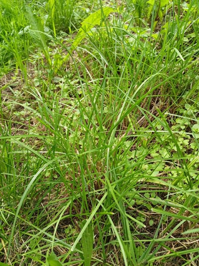 The image displays a close-up view of dense, green grass with some dry grass and small green leaves scattered throughout. The scene is a ground-level perspective, suggesting a natural outdoor environment. There are no people, animals, or man-made objects visible. The lighting appears to be natural daylight, creating soft shadows within the grass. The texture of the grass is varied, with some blades thin and sharp, while others are broader and softer. The image does not provide any specific geographic or contextual information that would allow for identification of its location within the city of Navahrudak, Belarus.