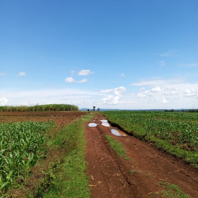 The image depicts a rural scene in Keyian ward, Kenya. A dirt road with visible tire tracks and puddles stretches into the distance, bordered by green vegetation. To the left of the road is a field of young corn plants alongside a harvested field with brown soil and tall grass, likely sugar cane in the background. To the right of the road, another field of young corn plants extends towards the horizon. The sky is blue with scattered white clouds. In the distance, a faint suggestion of hills or higher ground is visible. No people are visible in the frame. The dominant activity suggested is agricultural.