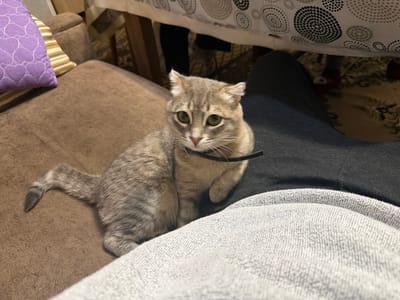 A gray tabby cat wearing a black collar sits on a brown couch next to a person wearing black pants and a gray sweatshirt. The location may be Novxanı, Azerbaijan. A pillow with purple hearts on it sits on the couch near the cat. A table covered with a white patterned tablecloth is partially visible in the background.