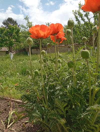 The image presents a garden scene in Svetlen, Bulgaria. In the foreground, a patch of poppies dominates the view, with both open bright orange flowers and closed green buds. The plants are surrounded by green foliage and soil. In the background, a lawn with wildflowers stretches towards a low stone wall, beyond which are trees and a glimpse of a building with whitewashed tree trunks. The sky is partly cloudy with blue patches.