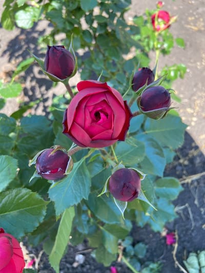 The image displays a close-up view of a rose bush with several dark red rose buds and one fully bloomed rose. The setting appears to be outdoors, likely in a garden, given the presence of soil and green foliage. The focus is on the roses, with one prominent, fully opened deep red rose in the center, surrounded by several smaller, tightly closed buds. The buds are a darker, almost purplish-red hue. The leaves of the rose bush are a vibrant green, providing a lush backdrop. The ground beneath the bush is visible, appearing to be soil with some gravelly texture. The lighting suggests it is daytime, with sunlight illuminating the scene. There is no visible text in the image. The scene evokes a sense of natural beauty and the anticipation of blooming flowers. This image could be from Rozkvit, Ukraine, contributing to a general context of a temperate climate with cultivated gardens.