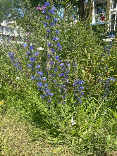 The image captures a close-up view of a dense patch of wildflowers, predominantly featuring spires of vibrant blue viper's bugloss (Echium vulgare) with pink accents at the center of some blossoms. Interspersed among the blue flowers are clusters of white yarrow (Achillea millefolium) and some smaller purple thistles. The wildflowers are growing in a grassy area with sun-dappled patches of dry and green grass. In the background, a tree with rough bark stands against the facade of a building with white siding, multiple balconies, and windows. A single white butterfly is perched on a plant stem in the middle-ground. The overall scene suggests a naturalized urban green space, possibly a verge or a less manicured garden area within the city of Leiden, Netherlands, given the architectural style of the building.