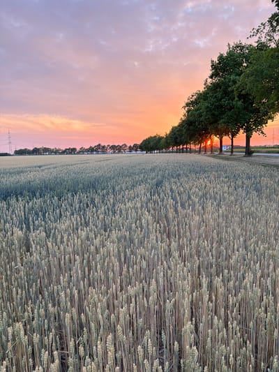 The image depicts a rural scene at dusk in Poing, Germany. The foreground is dominated by a field of ripening wheat, with rows of golden stalks stretching towards the horizon. The wheat appears dense and ready for harvest, its texture creating a visually rich pattern.
To the left of the wheat field, a line of mature trees with lush green foliage runs along the edge of the field. Beyond the trees, the sky is painted with the warm hues of a sunset, transitioning from soft pinks and oranges near the horizon to a pale purple and blue higher up. Wispy clouds are scattered across the sky, catching the last rays of sunlight.
In the distance, silhouetted against the sunset, are power pylons and hints of distant buildings, suggesting the presence of a nearby settlement or infrastructure within the agricultural landscape. The overall mood is tranquil and serene, capturing the quiet beauty of the countryside as day transitions into night. The time of day is clearly indicated by the sunset, and the clear sky suggests fair weather. No people or text are visible in the image.