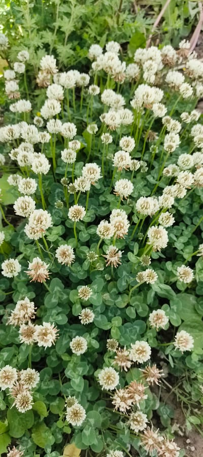 The image displays a close-up, overhead view of a dense patch of white clover (Trifolium repens) in bloom. The clover plants feature clusters of small, white flower heads, many of which are tinged with a light brown, indicating some are past their prime. The characteristic trifoliate leaves of the clover are visible beneath the flowers, a vibrant green with subtle lighter markings. In the background, taller green foliage and some dry, light brown stalks are visible, suggesting a natural, outdoor setting.
The lighting appears to be natural daylight, casting soft shadows and highlighting the textures of the flowers and leaves. The overall impression is of a sunny day in a garden or meadow. No people, objects, or visible text are present in the image. The location is identified as Primorye, Russia, which provides a geographical context for the flora. The scene evokes a sense of natural growth and the cycle of blooming and fading.