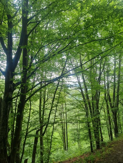 The image shows a dense forest located in Divchovoto, Bulgaria. A path runs along the right edge of the frame. The trees are tall with light green leaves creating a canopy overhead. The sunlight filters through the leaves, creating highlights and shadows on the forest floor. There is no evidence of people in the frame.
