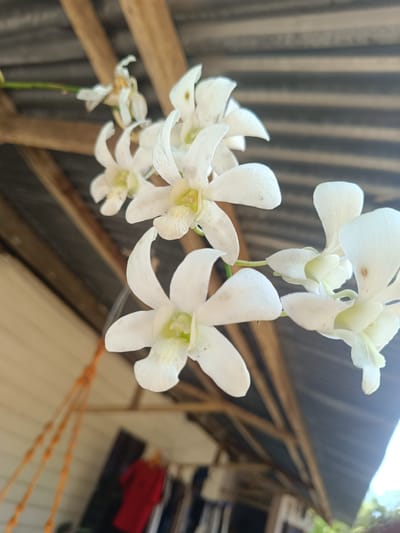 A low-angle close-up captures a branch of white orchids in bloom. The flowers have a simple, elegant form with petals arranged around a light green center. The background reveals a corrugated metal roof supported by wooden beams, typical of construction in Aluebuket, Indonesia. Distant details include a white wall, orange ropes, a red shirt, and miscellaneous items, suggesting a residential setting. The light is bright, highlighting the orchids against the shaded backdrop.