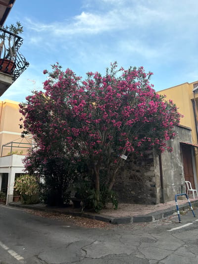The image shows a vibrant pink-flowered tree situated on a street corner in what appears to be the city of Chianchitta, Italy. The tree is the dominant element, its blossoms densely covering its branches. The tree grows next to buildings on two adjacent streets. A building with yellow paint on the upper portion and a balcony on the lower portion sits on one side. On the other side, a stone wall sits next to a yellow building with closed shutters. A white chair and a blue and white bollard stand on the road next to the stone wall. The asphalt street shows signs of wear and tear, with cracks visible. The sky is a pale blue with light clouds.
